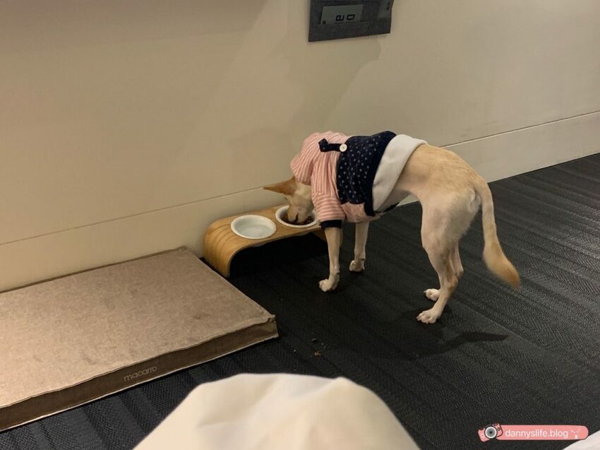 服務人員超級親切、賓至如歸的入住體驗,連毛小孩都能開心入住的寵物友善飯店。台北住宿推薦。丹尼的吃喝玩樂~