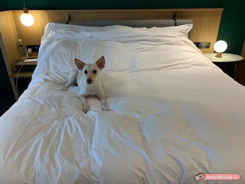 服務人員超級親切、賓至如歸的入住體驗,連毛小孩都能開心入住的寵物友善飯店。台北住宿推薦。丹尼的吃喝玩樂~