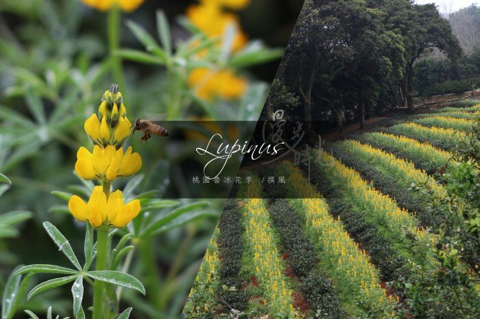 桃園／龍潭大北坑農業園區與三和魯冰花秘境，龍泉茶田裡的金色燦爛徒步蒐錄！