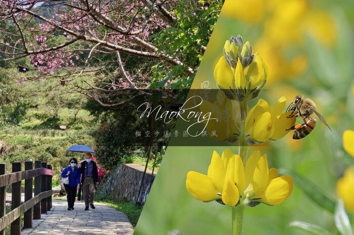 桃園／龍潭大北坑農業園區與三和魯冰花秘境，龍泉茶田裡的金色燦爛徒步蒐錄！