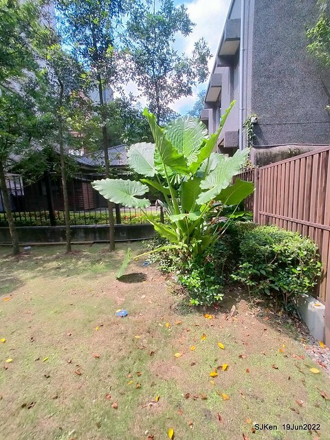 Matcha One 齊東店 Japanese style dessert & drink store, Taipei, Taiwan, SJKen, Jun 19, 2022.