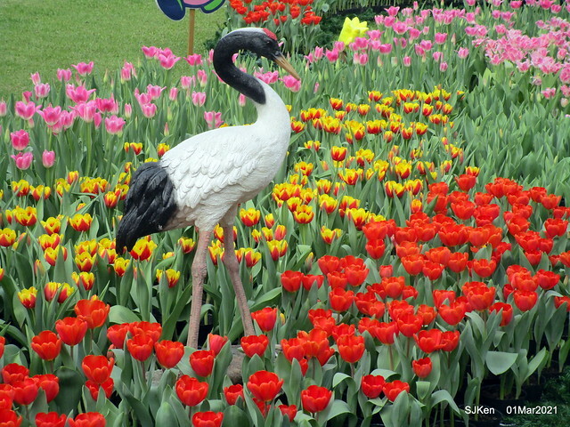 「2021士林官邸鬱金香展」(2021 Shilin Residence Tulip Show), Feb 25 ~ Mar 7, Taipei, Taiwan,SJKen, Mar 1,2021.