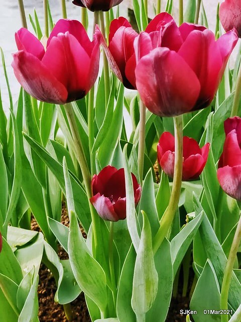 「2021士林官邸鬱金香展」(2021 Shilin Residence Tulip Show), Feb 25 ~ Mar 7, Taipei, Taiwan,SJKen, Mar 1,2021.