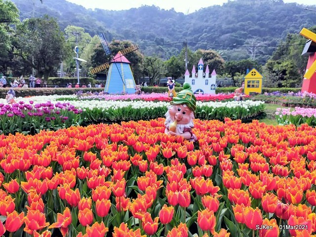 「2021士林官邸鬱金香展」(2021 Shilin Residence Tulip Show), Feb 25 ~ Mar 7, Taipei, Taiwan,SJKen, Mar 1,2021.