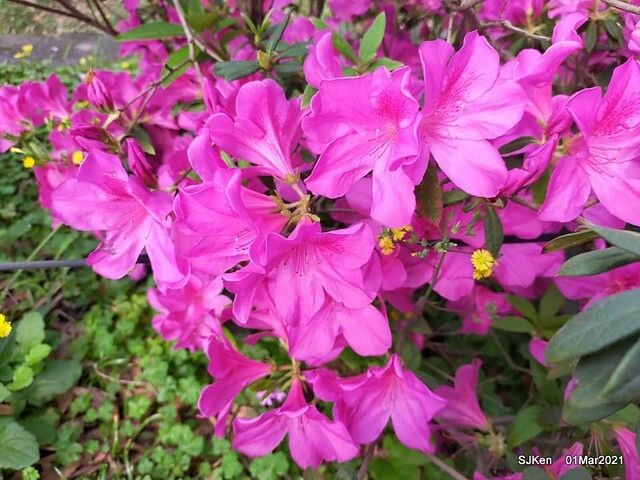 「2021士林官邸鬱金香展」(2021 Shilin Residence Tulip Show), Feb 25 ~ Mar 7, Taipei, Taiwan,SJKen, Mar 1,2021.