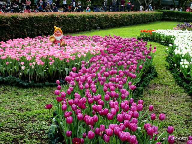 「2021士林官邸鬱金香展」(2021 Shilin Residence Tulip Show), Feb 25 ~ Mar 7, Taipei, Taiwan,SJKen, Mar 1,2021.