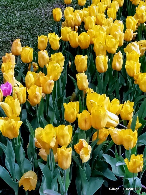 「2021士林官邸鬱金香展」(2021 Shilin Residence Tulip Show), Feb 25 ~ Mar 7, Taipei, Taiwan,SJKen, Mar 1,2021.