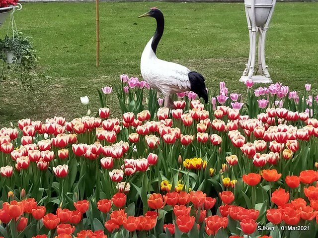 「2021士林官邸鬱金香展」(2021 Shilin Residence Tulip Show), Feb 25 ~ Mar 7, Taipei, Taiwan,SJKen, Mar 1,2021.