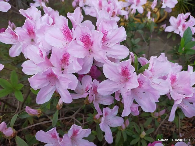 「2021士林官邸鬱金香展」(2021 Shilin Residence Tulip Show), Feb 25 ~ Mar 7, Taipei, Taiwan,SJKen, Mar 1,2021.