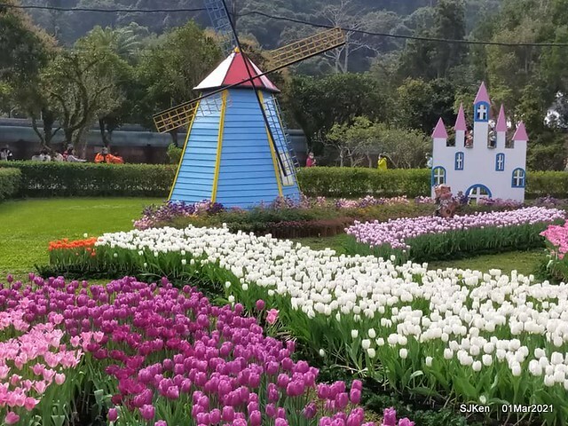 「2021士林官邸鬱金香展」(2021 Shilin Residence Tulip Show), Feb 25 ~ Mar 7, Taipei, Taiwan,SJKen, Mar 1,2021.