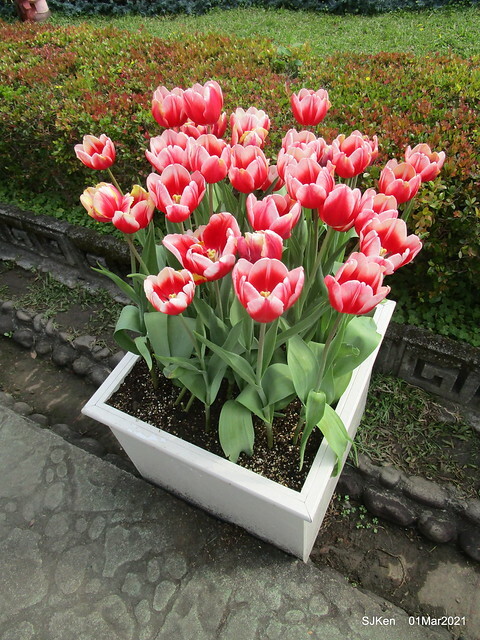 「2021士林官邸鬱金香展」(2021 Shilin Residence Tulip Show), Feb 25 ~ Mar 7, Taipei, Taiwan,SJKen, Mar 1,2021.