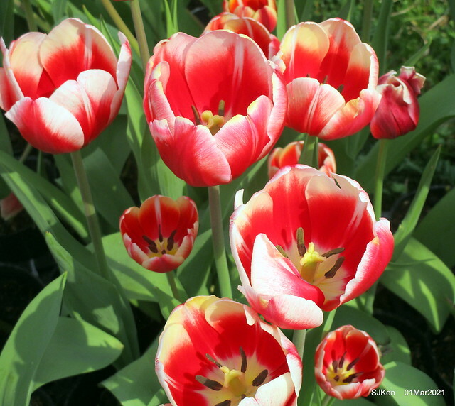 「2021士林官邸鬱金香展」(2021 Shilin Residence Tulip Show), Feb 25 ~ Mar 7, Taipei, Taiwan,SJKen, Mar 1,2021.