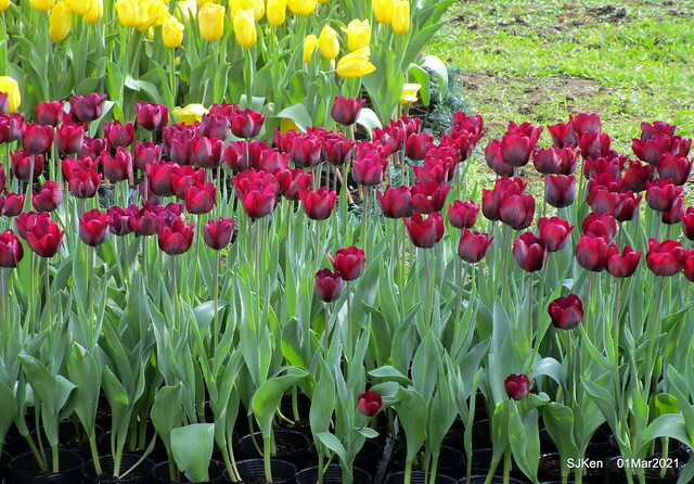 「2021士林官邸鬱金香展」(2021 Shilin Residence Tulip Show), Feb 25 ~ Mar 7, Taipei, Taiwan,SJKen, Mar 1,2021.