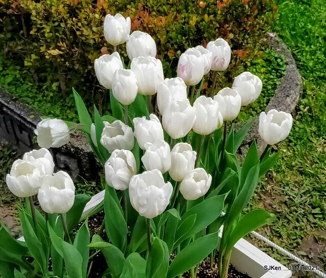 「2021士林官邸鬱金香展」(2021 Shilin Residence Tulip Show), Feb 25 ~ Mar 7, Taipei, Taiwan,SJKen, Mar 1,2021.