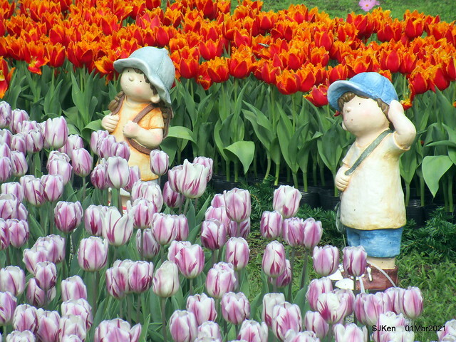 「2021士林官邸鬱金香展」(2021 Shilin Residence Tulip Show), Feb 25 ~ Mar 7, Taipei, Taiwan,SJKen, Mar 1,2021.