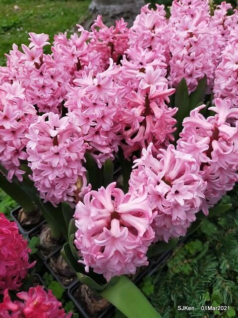 「2021士林官邸鬱金香展」(2021 Shilin Residence Tulip Show), Feb 25 ~ Mar 7, Taipei, Taiwan,SJKen, Mar 1,2021.