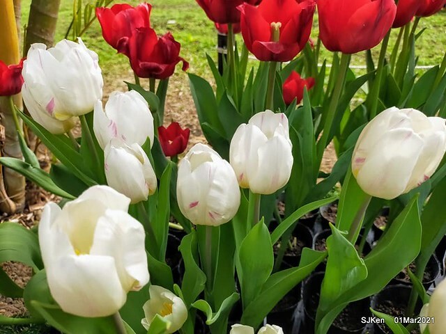 「2021士林官邸鬱金香展」(2021 Shilin Residence Tulip Show), Feb 25 ~ Mar 7, Taipei, Taiwan,SJKen, Mar 1,2021.