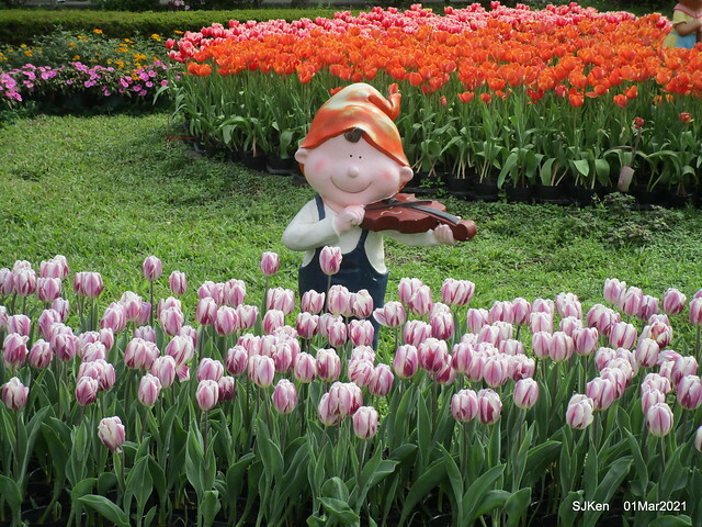 「2021士林官邸鬱金香展」(2021 Shilin Residence Tulip Show), Feb 25 ~ Mar 7, Taipei, Taiwan,SJKen, Mar 1,2021.