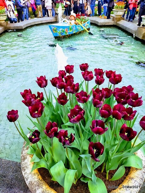 「2021士林官邸鬱金香展」(2021 Shilin Residence Tulip Show), Feb 25 ~ Mar 7, Taipei, Taiwan,SJKen, Mar 1,2021.