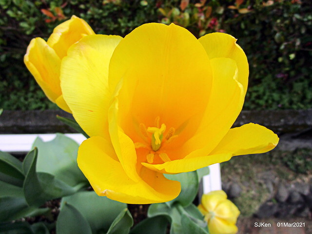 「2021士林官邸鬱金香展」(2021 Shilin Residence Tulip Show), Feb 25 ~ Mar 7, Taipei, Taiwan,SJKen, Mar 1,2021.