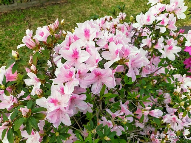 「2021士林官邸鬱金香展」(2021 Shilin Residence Tulip Show), Feb 25 ~ Mar 7, Taipei, Taiwan,SJKen, Mar 1,2021.