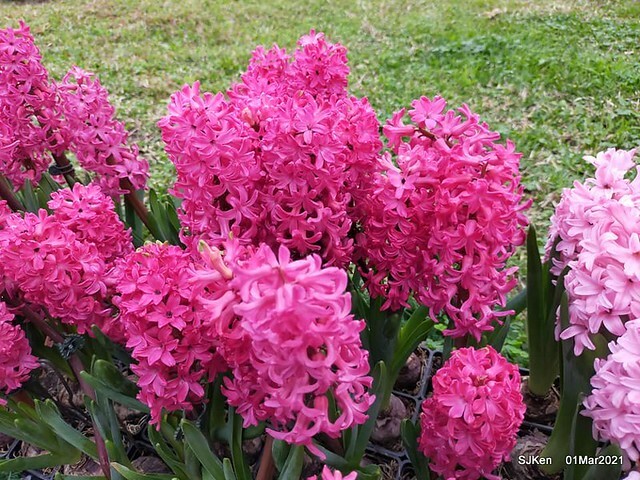 「2021士林官邸鬱金香展」(2021 Shilin Residence Tulip Show), Feb 25 ~ Mar 7, Taipei, Taiwan,SJKen, Mar 1,2021.