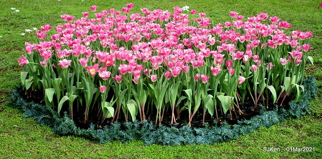 「2021士林官邸鬱金香展」(2021 Shilin Residence Tulip Show), Feb 25 ~ Mar 7, Taipei, Taiwan,SJKen, Mar 1,2021.