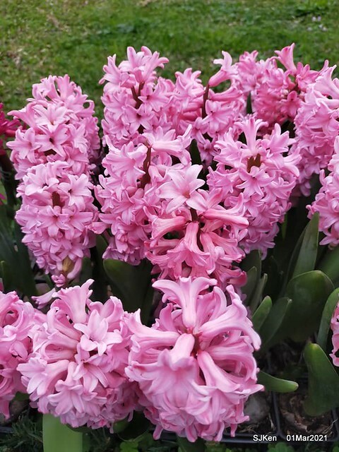 「2021士林官邸鬱金香展」(2021 Shilin Residence Tulip Show), Feb 25 ~ Mar 7, Taipei, Taiwan,SJKen, Mar 1,2021.