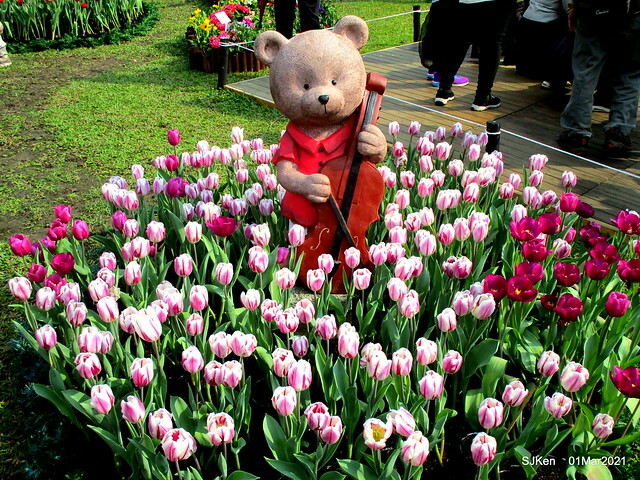 「2021士林官邸鬱金香展」(2021 Shilin Residence Tulip Show), Feb 25 ~ Mar 7, Taipei, Taiwan,SJKen, Mar 1,2021.