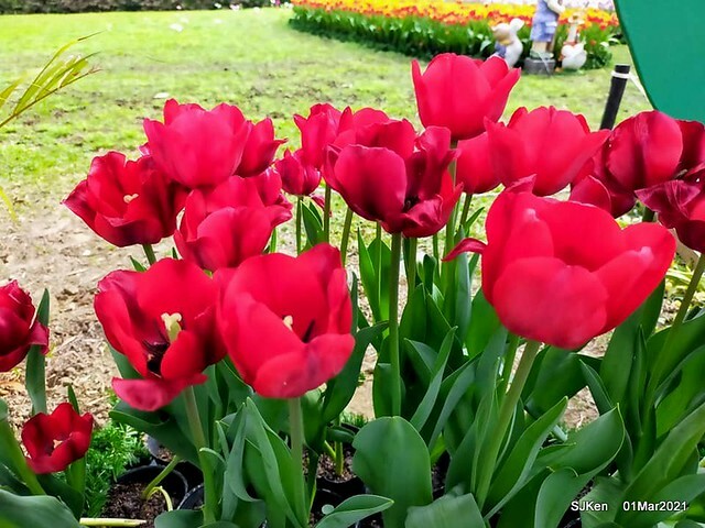 「2021士林官邸鬱金香展」(2021 Shilin Residence Tulip Show), Feb 25 ~ Mar 7, Taipei, Taiwan,SJKen, Mar 1,2021.