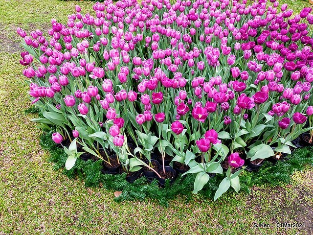 「2021士林官邸鬱金香展」(2021 Shilin Residence Tulip Show), Feb 25 ~ Mar 7, Taipei, Taiwan,SJKen, Mar 1,2021.