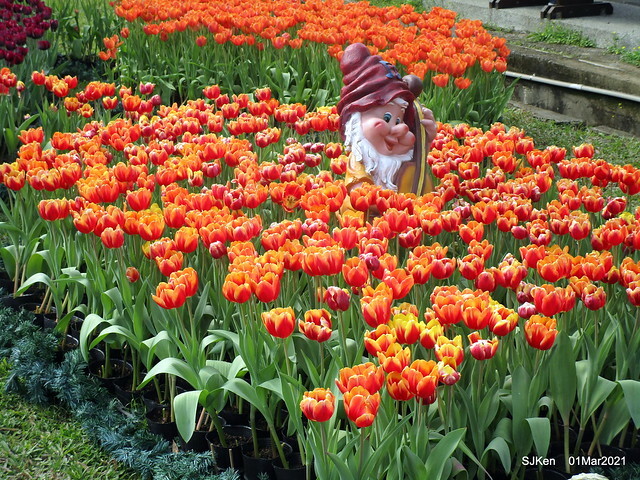 「2021士林官邸鬱金香展」(2021 Shilin Residence Tulip Show), Feb 25 ~ Mar 7, Taipei, Taiwan,SJKen, Mar 1,2021.