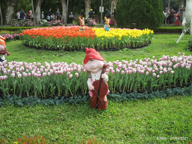 「2021士林官邸鬱金香展」(2021 Shilin Residence Tulip Show), Feb 25 ~ Mar 7, Taipei, Taiwan,SJKen, Mar 1,2021.