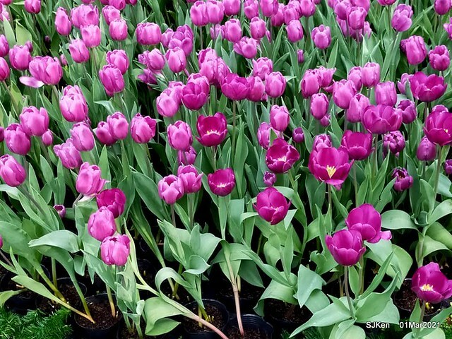 「2021士林官邸鬱金香展」(2021 Shilin Residence Tulip Show), Feb 25 ~ Mar 7, Taipei, Taiwan,SJKen, Mar 1,2021.