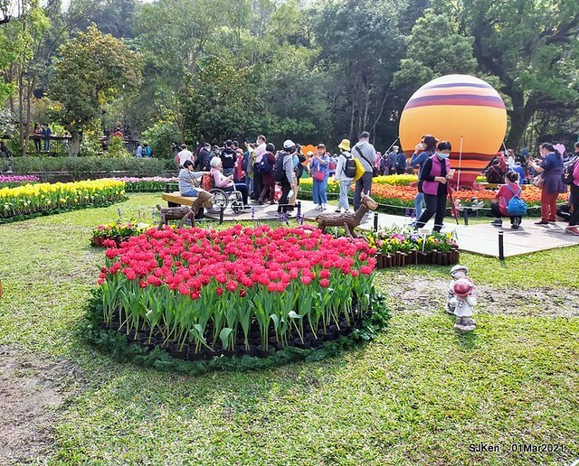 「2021士林官邸鬱金香展」(2021 Shilin Residence Tulip Show), Feb 25 ~ Mar 7, Taipei, Taiwan,SJKen, Mar 1,2021.