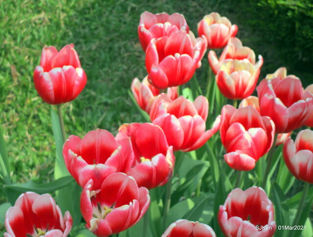 「2021士林官邸鬱金香展」(2021 Shilin Residence Tulip Show), Feb 25 ~ Mar 7, Taipei, Taiwan,SJKen, Mar 1,2021.