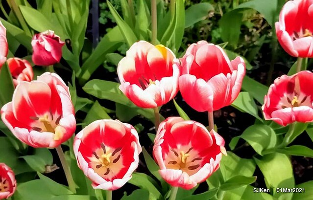 「2021士林官邸鬱金香展」(2021 Shilin Residence Tulip Show), Feb 25 ~ Mar 7, Taipei, Taiwan,SJKen, Mar 1,2021.