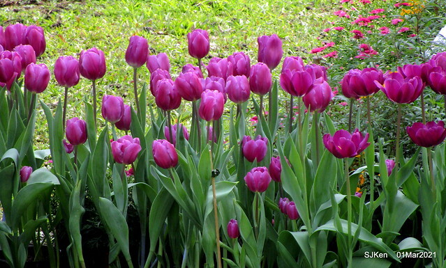 「2021士林官邸鬱金香展」(2021 Shilin Residence Tulip Show), Feb 25 ~ Mar 7, Taipei, Taiwan,SJKen, Mar 1,2021.