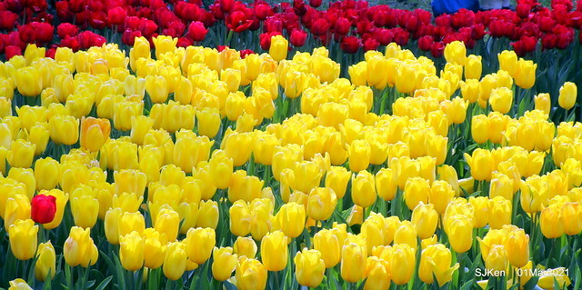 「2021士林官邸鬱金香展」(2021 Shilin Residence Tulip Show), Feb 25 ~ Mar 7, Taipei, Taiwan,SJKen, Mar 1,2021.