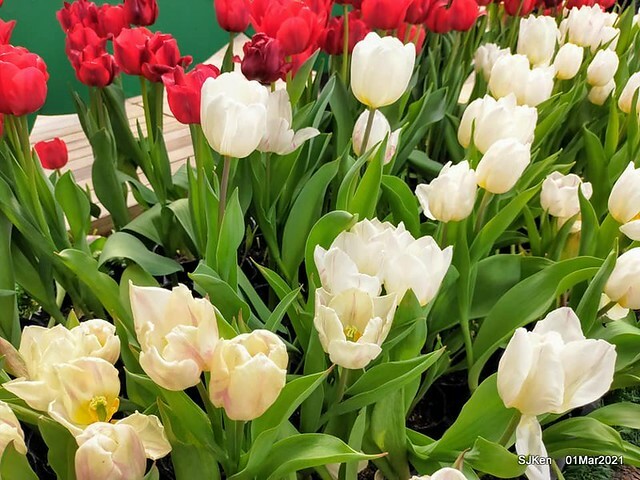 「2021士林官邸鬱金香展」(2021 Shilin Residence Tulip Show), Feb 25 ~ Mar 7, Taipei, Taiwan,SJKen, Mar 1,2021.