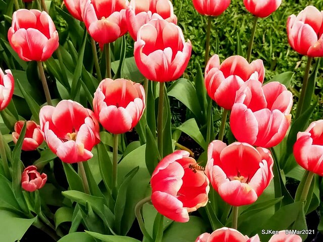 「2021士林官邸鬱金香展」(2021 Shilin Residence Tulip Show), Feb 25 ~ Mar 7, Taipei, Taiwan,SJKen, Mar 1,2021.