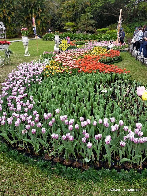 「2021士林官邸鬱金香展」(2021 Shilin Residence Tulip Show), Feb 25 ~ Mar 7, Taipei, Taiwan,SJKen, Mar 1,2021.