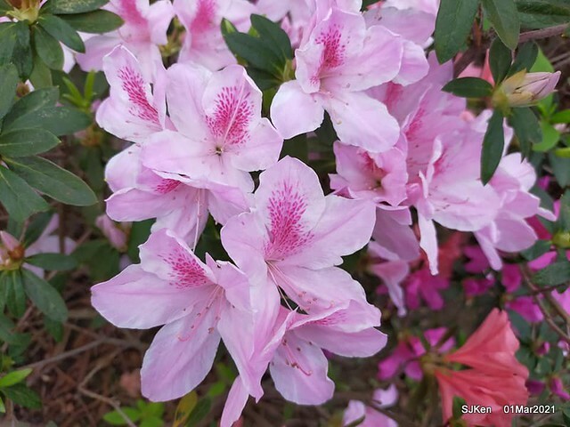 「2021士林官邸鬱金香展」(2021 Shilin Residence Tulip Show), Feb 25 ~ Mar 7, Taipei, Taiwan,SJKen, Mar 1,2021.