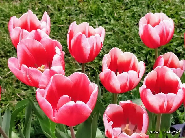 「2021士林官邸鬱金香展」(2021 Shilin Residence Tulip Show), Feb 25 ~ Mar 7, Taipei, Taiwan,SJKen, Mar 1,2021.