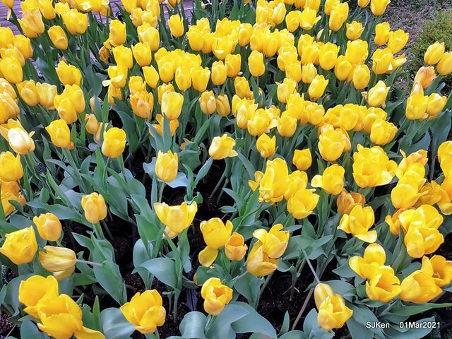 「2021士林官邸鬱金香展」(2021 Shilin Residence Tulip Show), Feb 25 ~ Mar 7, Taipei, Taiwan,SJKen, Mar 1,2021.