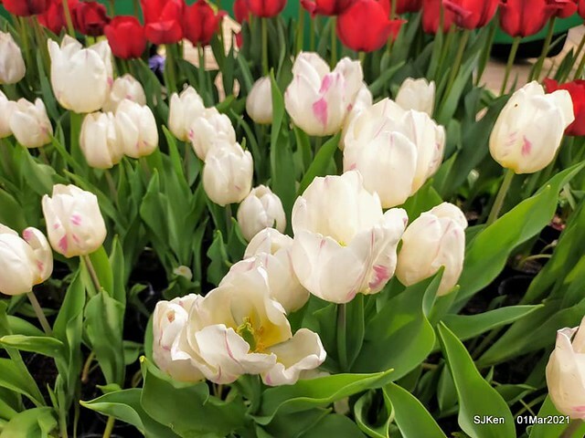 「2021士林官邸鬱金香展」(2021 Shilin Residence Tulip Show), Feb 25 ~ Mar 7, Taipei, Taiwan,SJKen, Mar 1,2021.