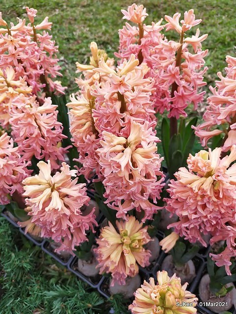 「2021士林官邸鬱金香展」(2021 Shilin Residence Tulip Show), Feb 25 ~ Mar 7, Taipei, Taiwan,SJKen, Mar 1,2021.