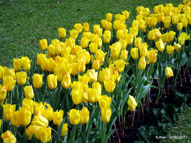 「2021士林官邸鬱金香展」(2021 Shilin Residence Tulip Show), Feb 25 ~ Mar 7, Taipei, Taiwan,SJKen, Mar 1,2021.