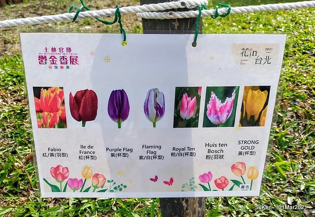 「2021士林官邸鬱金香展」(2021 Shilin Residence Tulip Show), Feb 25 ~ Mar 7, Taipei, Taiwan,SJKen, Mar 1,2021.