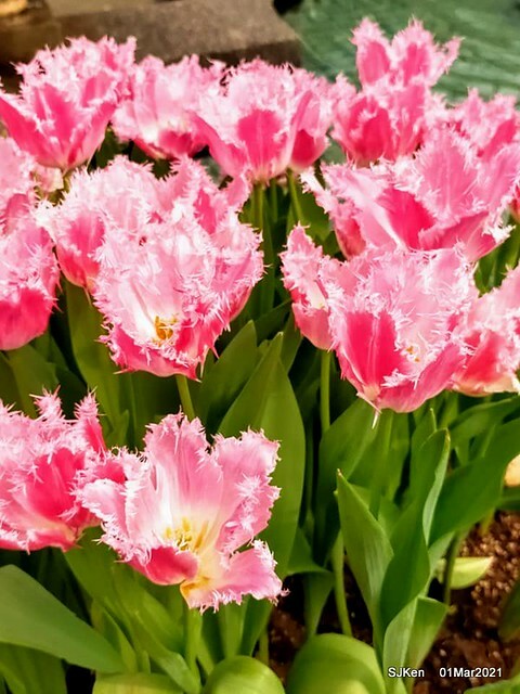 「2021士林官邸鬱金香展」(2021 Shilin Residence Tulip Show), Feb 25 ~ Mar 7, Taipei, Taiwan,SJKen, Mar 1,2021.